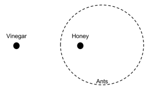 The ants form a circle surrounding the honey.