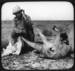 Photo of Teddy Roosevelt with a rhino