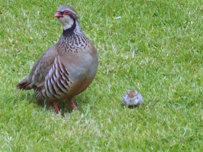 Red-legged partridge, © Miss Steel and licensed for reuse under a Creative Commons CC-BY-SA 2.0 Licence