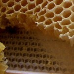 Wax honeycomb foundation