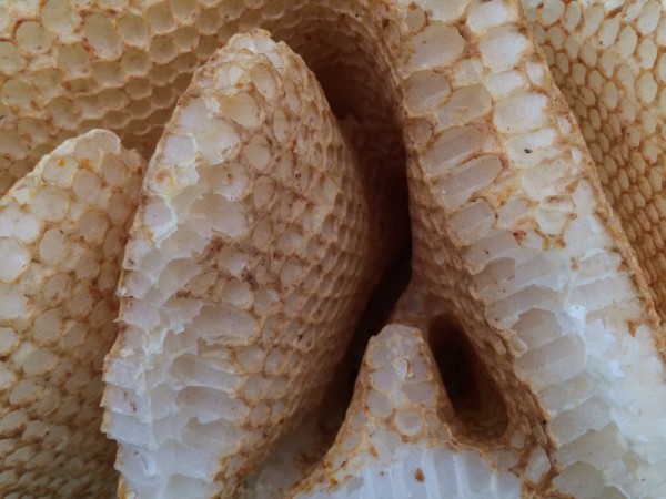 Apiological: Mathematical Speculations About Bees (part 1: Honeycomb 