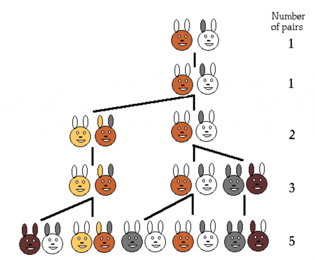 A diagram showing the growth of a rabbit population - one pair of rabbits in the first row, the same (mature) pair in the second row, and successive generations with 2, 3 and 5 pairs of rabbits.