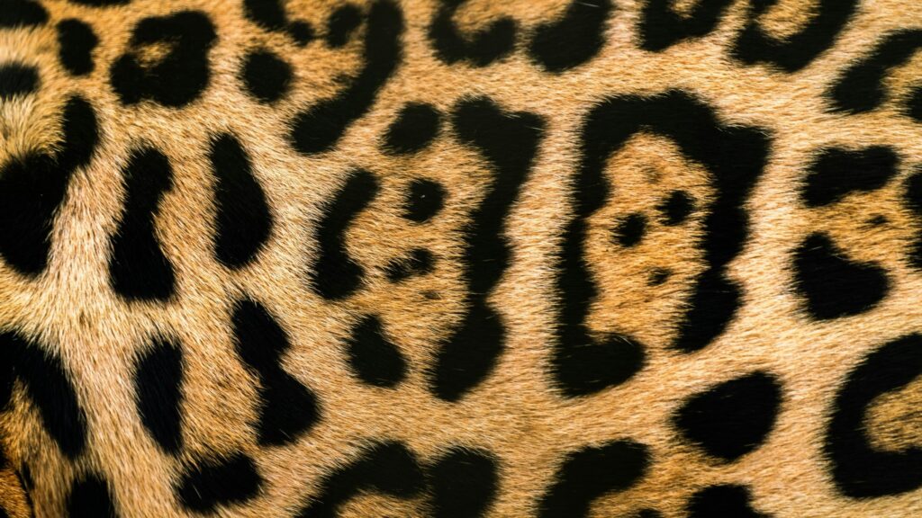 A leopard's fur.