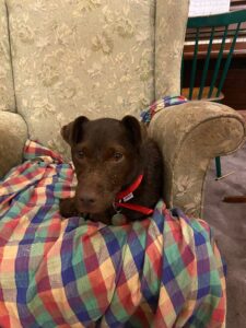 Slap-Dash Pete, a chocolate-brown Patterdale terrier, who has clearly won the battle over whether he's allowed on the furniture.